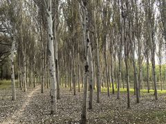 -东郊湿地公园