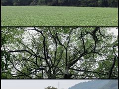 -云栖竹径