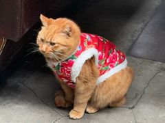 -肥仔文澳门猪骨煲(南京西路店)