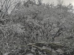 -金子山原生态旅游风景区