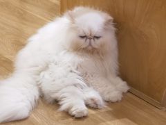 -滚猫咖啡·猫咖·猫友好撸猫(未来城店)