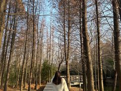 -溱湖国家湿地公园