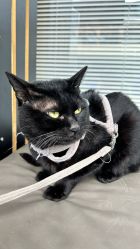 -Hair Code芭曲发型