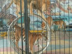 -新疆天山野生动物园