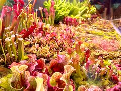 -中国科学院西双版纳热带植物园