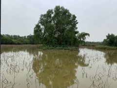 -大湾区中央湿地公园