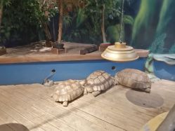 -未来动物城动物主题公园(大悦城店)