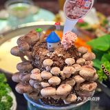 上海探店｜文化底蕴～匠心传承“猪肚鸡”