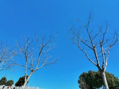 -贡湖湾湿地公园