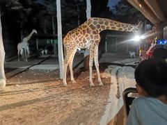 -清迈夜间动物园