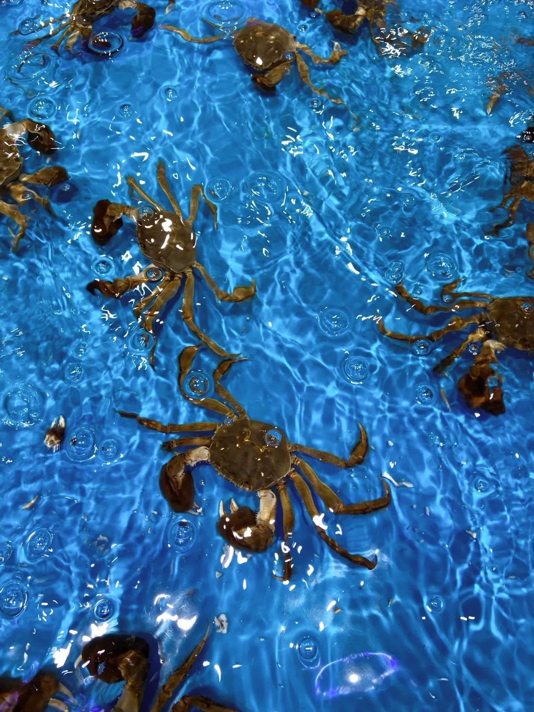 了,看起来喜气洋洋的,逛到水产区,看到一只大螃蟹正在努力的往上爬