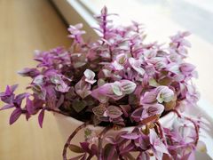 -Fulu Coffee福禄(花园城店)