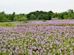 -白鹭湾湿地公园