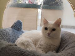 -猫域·湾主题猫咖·宠物吧(南坪城市广场店)