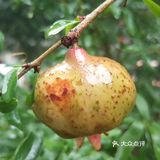 岁月果然温柔以待