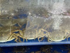 -阳澄湖大闸蟹·琼灵阁牌品牌连锁(吴中总店)