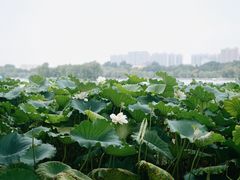 -济南大明湖景区