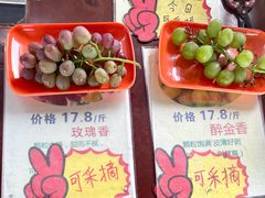 -马陆小张葡萄园农家乐