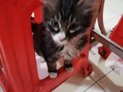 -文庙菜饭(四川北路店)