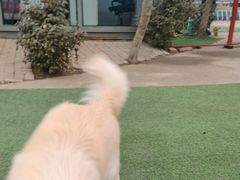 -宠物寄养训练学校