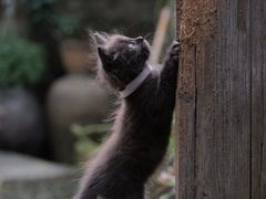 -老屋咖啡