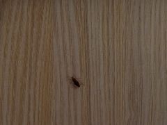 -好快螺柳州螺蛳粉(大西门店)