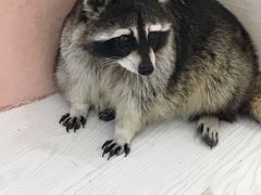 -浣熊柯尔鸭土拨鼠·电玩咖