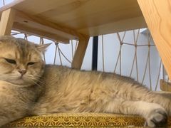 -柴迷FANS CLUB·柴犬狗咖·猫咖