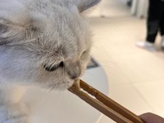 -怪兽屋·羊驼·猫咖·狗咖(俊华广场店)