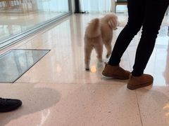 -帕帕拉兹宠物(亚洲旗舰店)