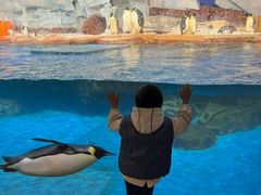 -海合安武汉极地海洋公园