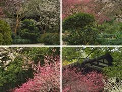-杭州植物园