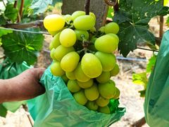 -马陆小张葡萄园农家乐