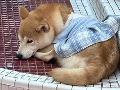 -和它·交个朋友·狗咖猫咖(爱琴海店)