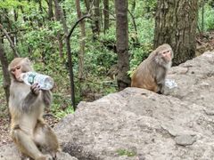 -黔灵山公园
