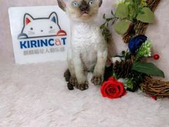 -十年猫舍·猫咪专门店(普陀店)
