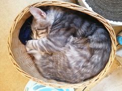 -猫友咖啡店(玉林西路店)