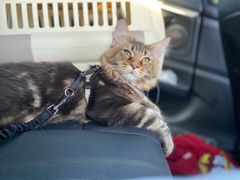 -猫大福·Fortune Cat猫舍(百子湾店)
