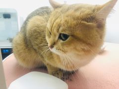 -1013 PET SHOP精品宠物商店(丁香店)