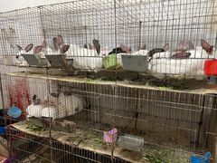 -米二红烧兔(华阳店)