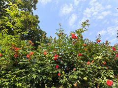 -人民公园(罗湖区)