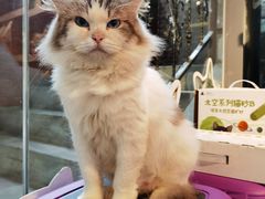 -more than meow吴止猫主题餐厅(承德 中船汇店)