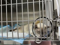 -中农大我爱我爱24h动物医院·中医针灸·猫专科·骨科医疗中心(双井店)