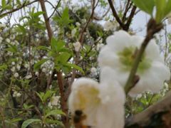 -南国桃园旅游度假区