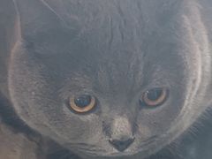 -瑞派紫金宠物医院24小时·骨科·中兽医·重症转诊中心(番禺大石院)