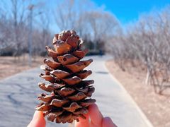 -永定河休闲森林公园