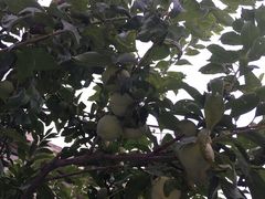 -宾朋海鲜特色美食餐厅·纯手工鲅鱼水饺(兴海路店)