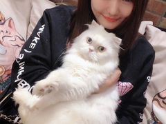 -more than meow吴止猫主题餐厅(承德 中船汇店)