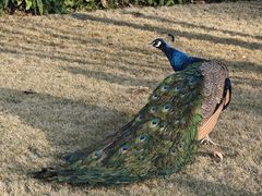 -蓉城阳光推拿馆(青台山路店)