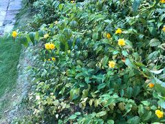 -上海市龙华烈士陵园